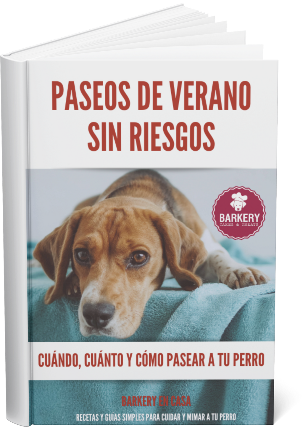 🐾 Cómo pasear a tu perro en verano sin hacerle daño 🐾
