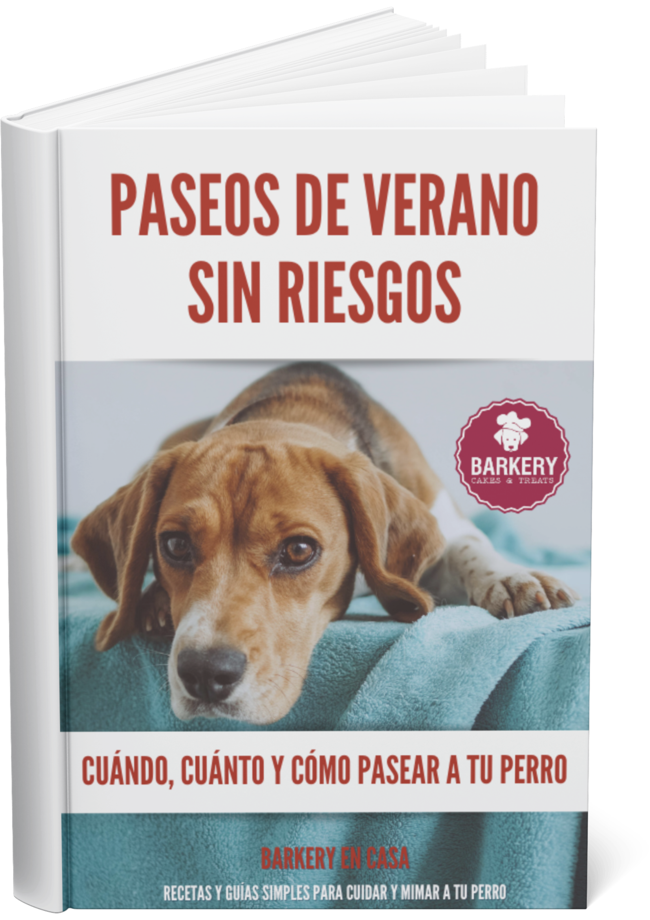 🐾 Cómo pasear a tu perro en verano sin hacerle daño 🐾