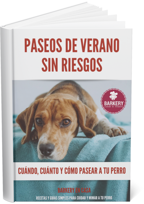 🐾 Cómo pasear a tu perro en verano sin hacerle daño 🐾